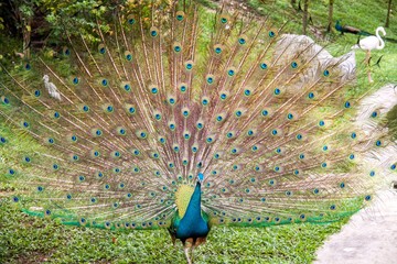 pfau 