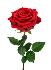 Cercles muraux Roses Rose rouge en fleurs