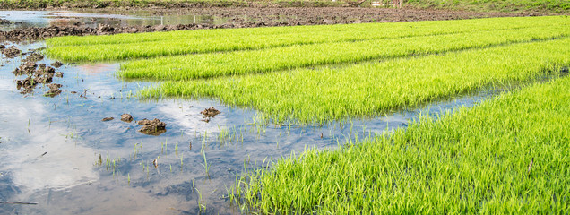paddy rice in field with sky reflection