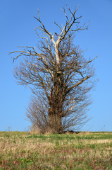 Vieil arbre isolé