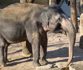 Elefant