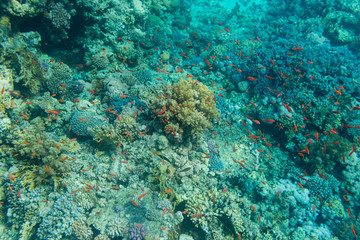 Fototapeta na wymiar Red tropical fish