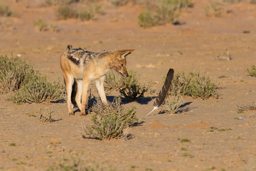 Naklejka na ściany i meble One Black backed jackal play with large feather in dry desert ha