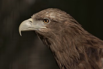 White-tailed Eagle (Haliaeetus albicilla), portrait