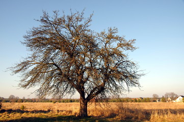 Samotne drzewo. © boguslavus