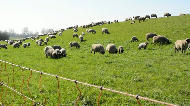 Beweidung eines Deiches mit einer Schafherde