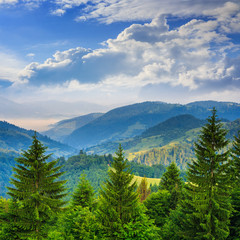 Fototapeta na wymiar pine trees near valley in mountains and autumn forest on hillsid