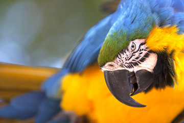 Portrait of a Blue-and-yellow Macaw (Ara ararauna)