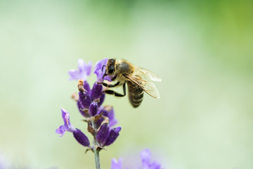 Honeybee on Lavender