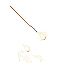 Fresh Garlic Bulb and Garlic Cloves on White Background