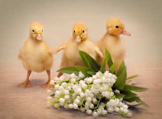 Three little yellow fluffy ducklings and flowers