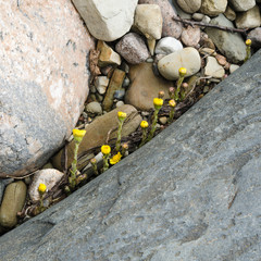 Yellow flowers sprouting in the spring among stones, close-up