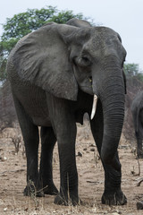 Fototapeta na wymiar Elefant, Chobe Park Botswana