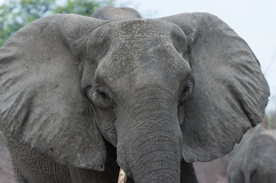 Fototapeta wütender Elefant, Chobe Park Botswana