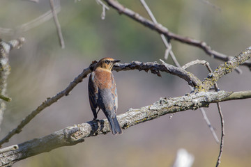 Rusty Blackbird