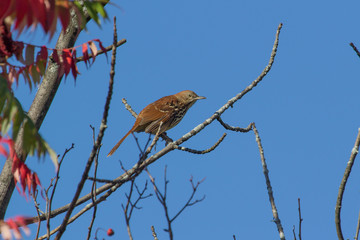 Brown Thrasher