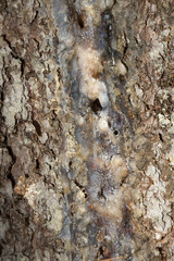 tree bark with resin