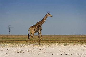 Obraz na płótnie Canvas Giraffe im Chobe Park, Botswana
