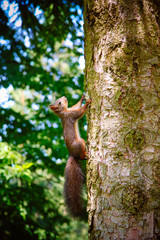 curious squirrel in a forest