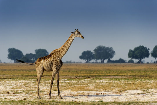 Fototapeta Giraffe im Chobe Park, Botswana