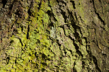 Closeup of a tree bark texture