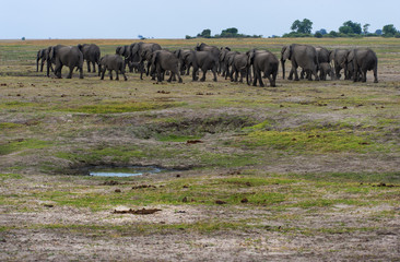 Elefantenherde , Chobe Park Botswana