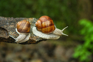 two snails in a forest