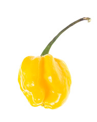 Fresh Colorful Hot Chili Pepper on White