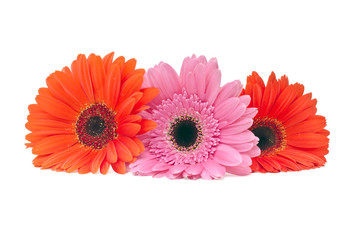 Gerbera Flower Isolated on White Background