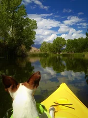 Foto op Plexiglas Cute puppy on a kayak ride floating on the water. © Andy Dean
