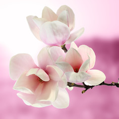 magnolia