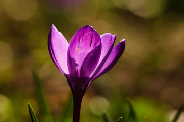 Fototapeta premium Violet crocus - spring flower