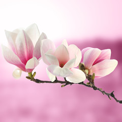 Fototapeta na wymiar magnolia