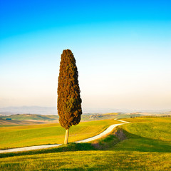 Tuscany, lonely cypress tree and rural road. Siena, Orcia Valley