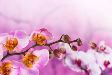 beautiful orchid on a pink background