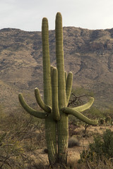 Large Saguaro Cactus