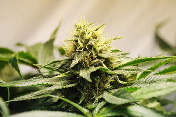 marijuana flower