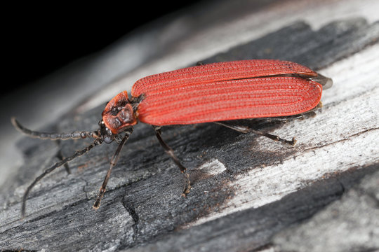 Golden net-winged beetle, Dictyoptera aurora on wood
