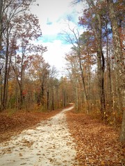 Obraz premium Road in forest in late autumn season