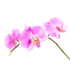 Naklejka na ściany i meble Pink orchid flowers group isolated on white background