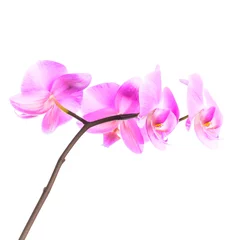 Fototapete Orchidee Rosa Orchideenblütengruppe isoliert auf weiß