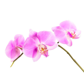 Pink orchid flowers group isolated on white background
