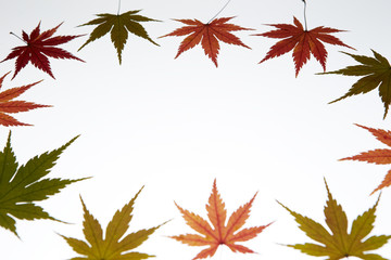 Autumn maple leaf