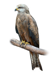 Black Kite on White Background