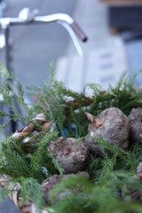 こんにゃくいも