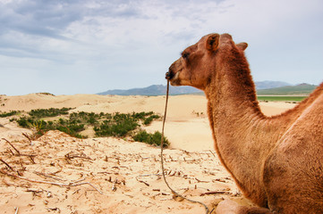 Camel resting on a sand dune in central Mongolia