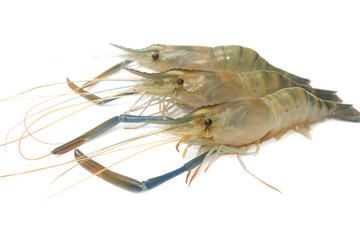 Fresh prawn on white background