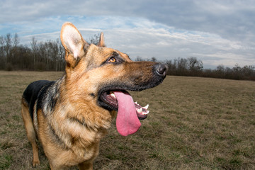 German shepard dog tired after playing