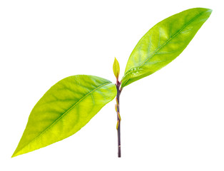 branch fresh bay laurel leaves on the white background