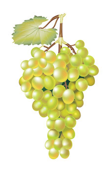 Green fresh grapes